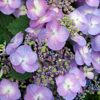 Boerenhortensia 'Blueberry Cheesecake' - Hydrangea macrophylla Blueberry Cheesecake - Bakker