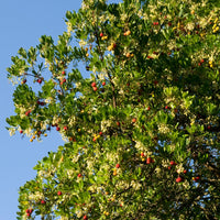 Aardbeienboom - Bakker