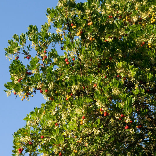 Aardbeienboom - Bakker