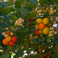 Aardbeienboom - Arbutus unedo - Bakker