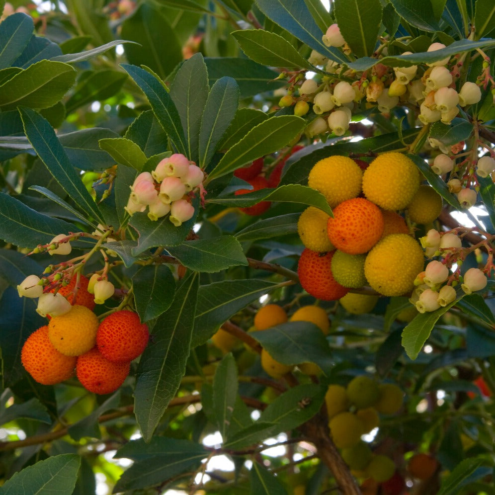 Aardbeienboom - Arbutus unedo - Bakker