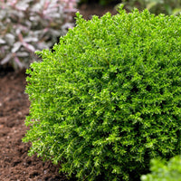 Struik veronica  'Emerald Green' - Hebe Emerald Green - Bakker