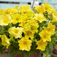 Petunia 'Happy Giant Yellow' (x3) - Bakker