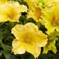 Petunia 'Happy Giant Yellow' (x3) - Petunia Happy Giant Yellow - Bakker