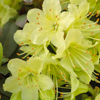 Rhododendron 'Prinses Anne' - Rhododendron Princess Anne - Bakker