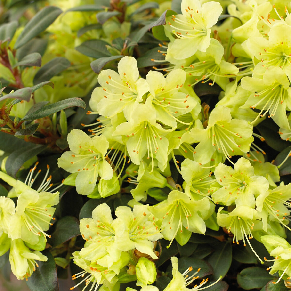Rhododendron Princess Anne - Rhododendron 'Prinses Anne' - Rhododendron