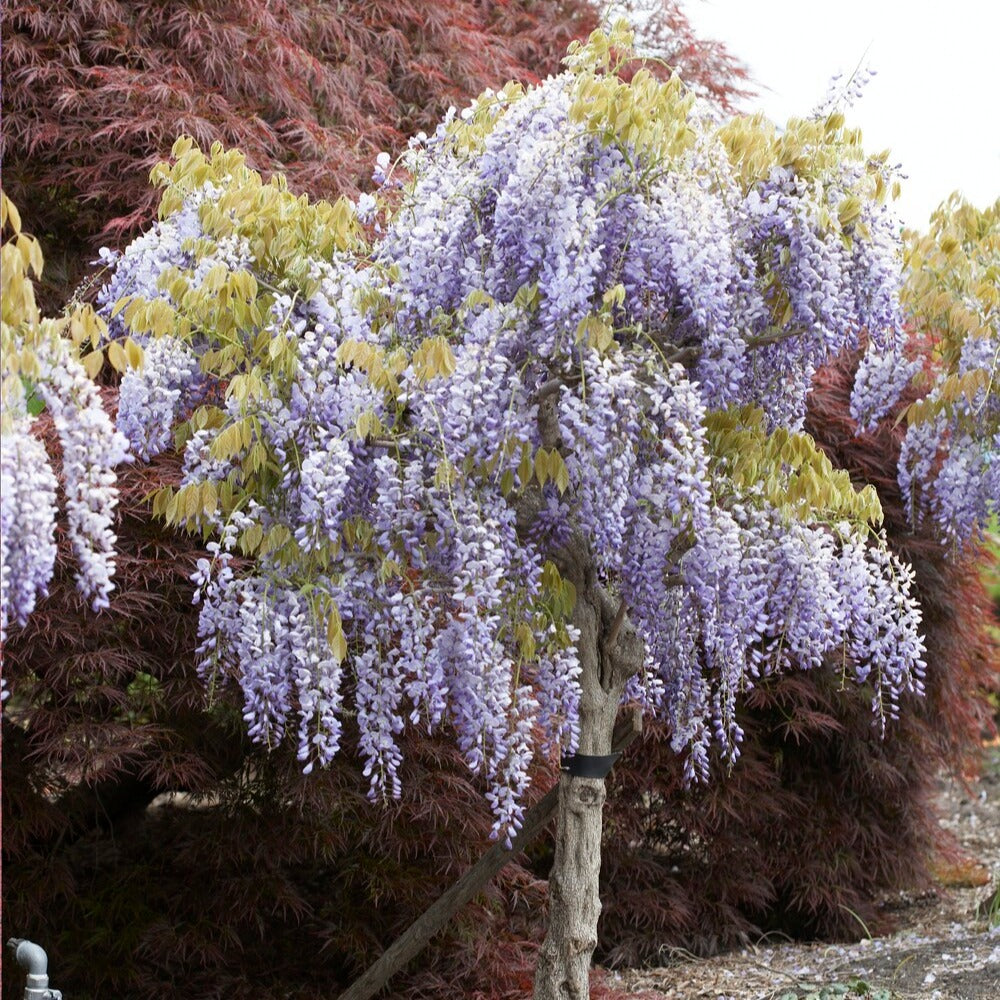 Blauwe regen - op stam - Wisteria sinensis - Bakker