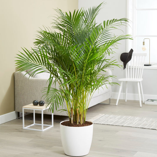 Areca palm - Bakker