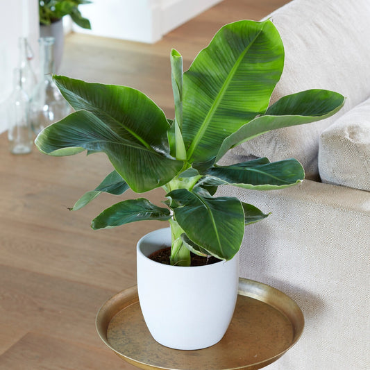 Bananenplant Musa 'Oriental Dwarf' - Bakker