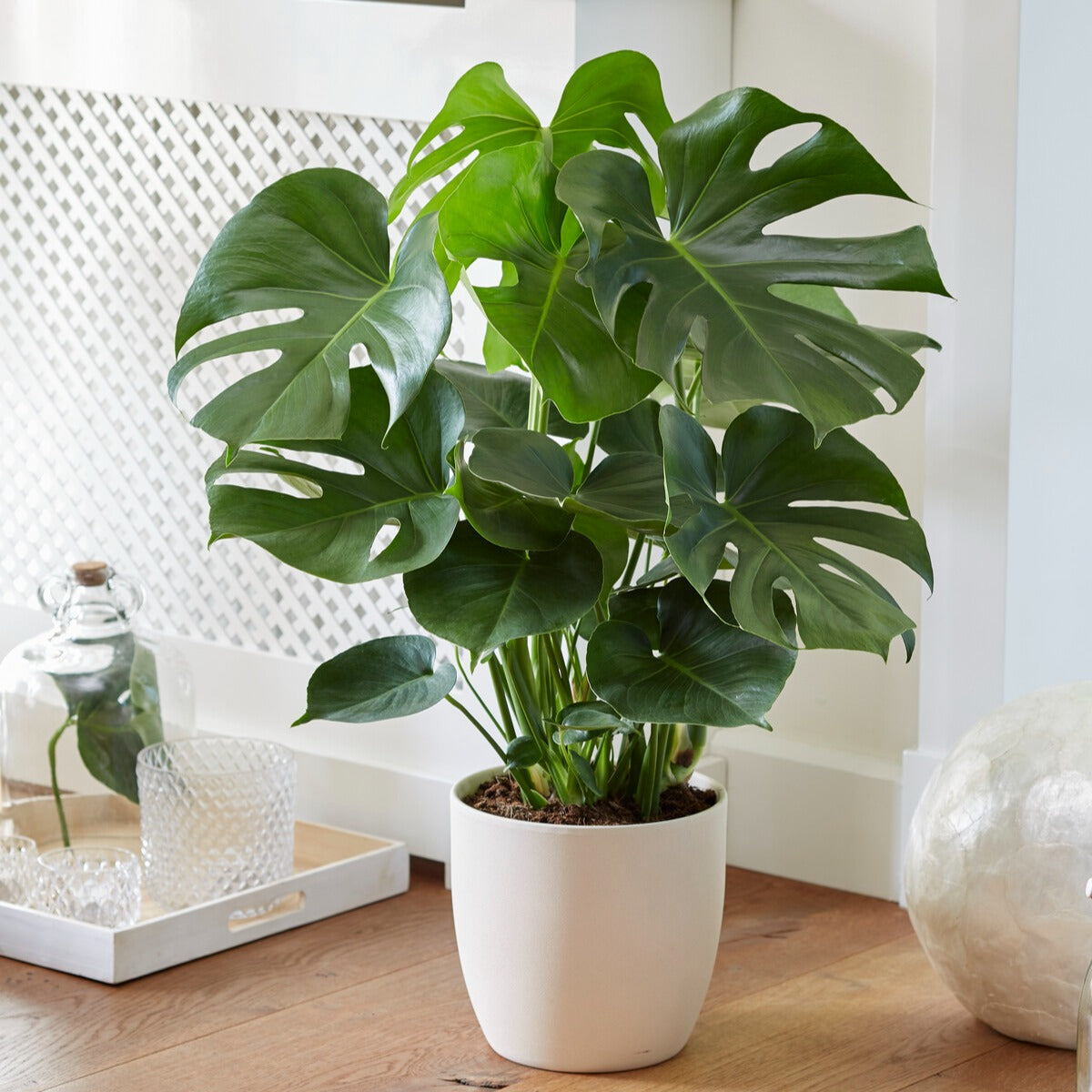 Verkoop Philodendron Monstera deliciosa - Monstera deliciosa