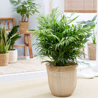 Binnenpalmen - Mexicaanse dwergpalm - Chamaedorea elegans
