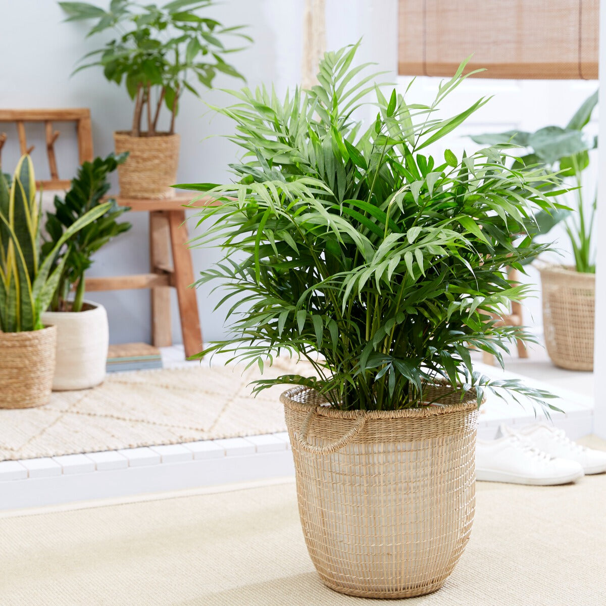 Binnenpalmen - Mexicaanse dwergpalm - Chamaedorea elegans
