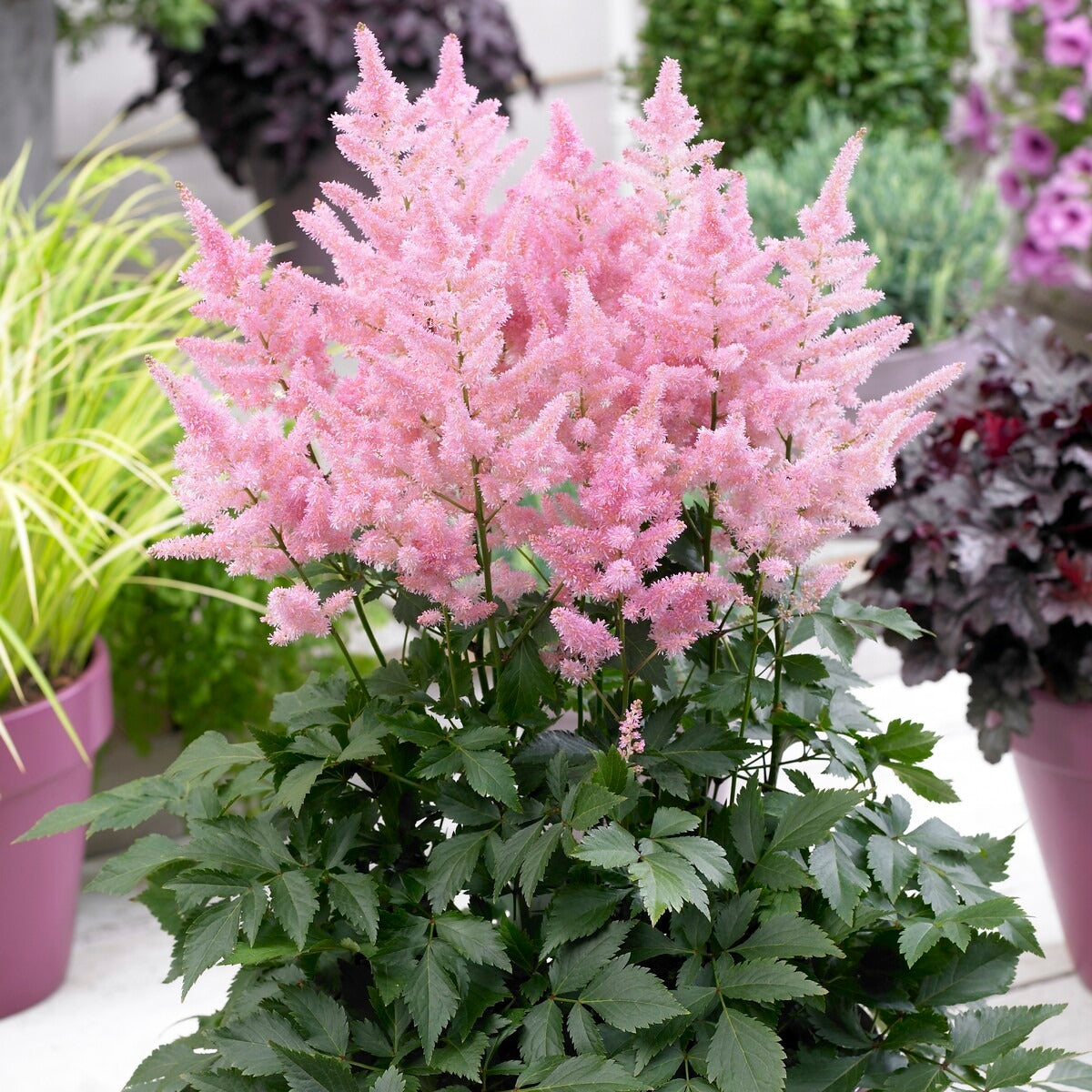 Astilbe new wave - Pluimspirea 'New Wave' (x3) - Astilbe - Pluimspirea