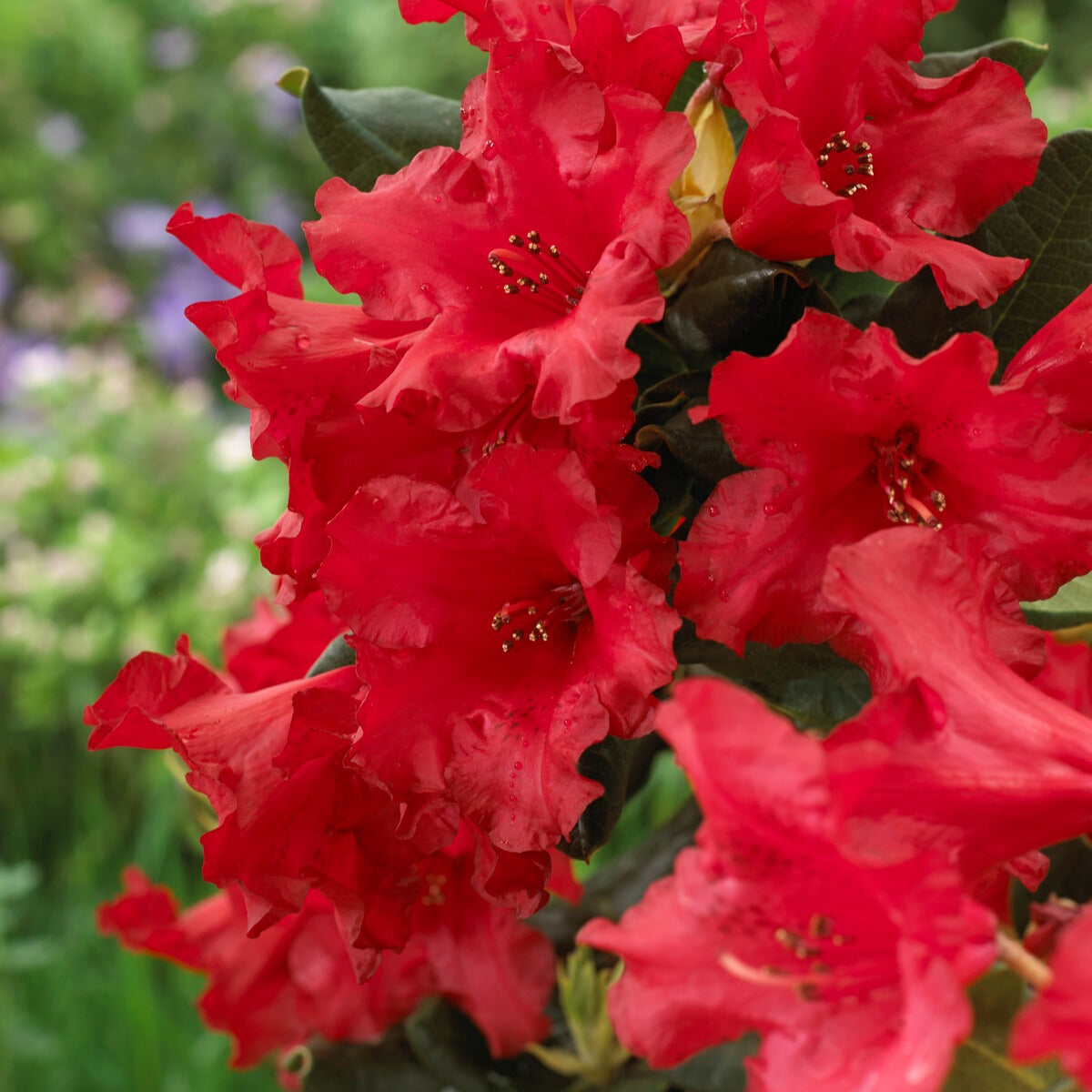 Rhododendron - Rhododendron 'Baden Baden' - Rhododendron Baden Baden