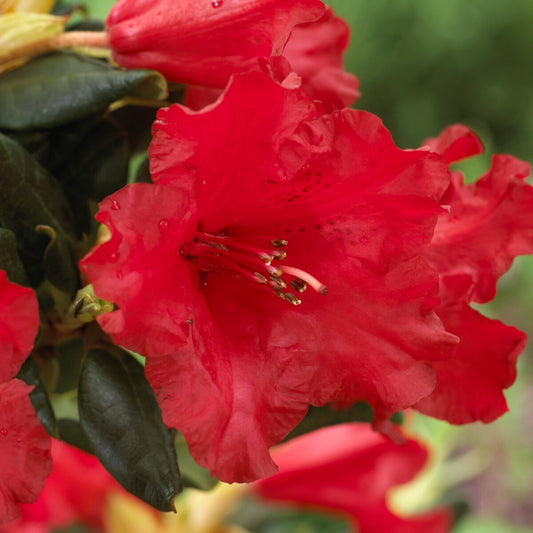 Rhododendron 'Baden Baden'