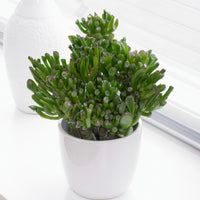 Crassula ovata hobbit - Jadeplant 'Hobbit' - Vetplanten voor binnen