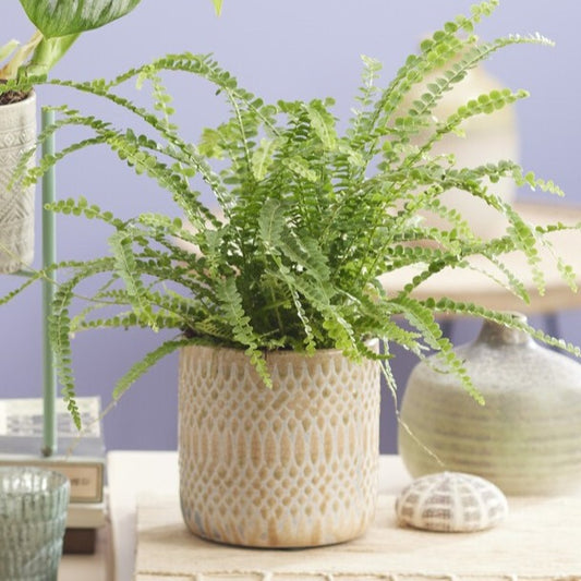 Krulvaren 'Duffi' - Bakker