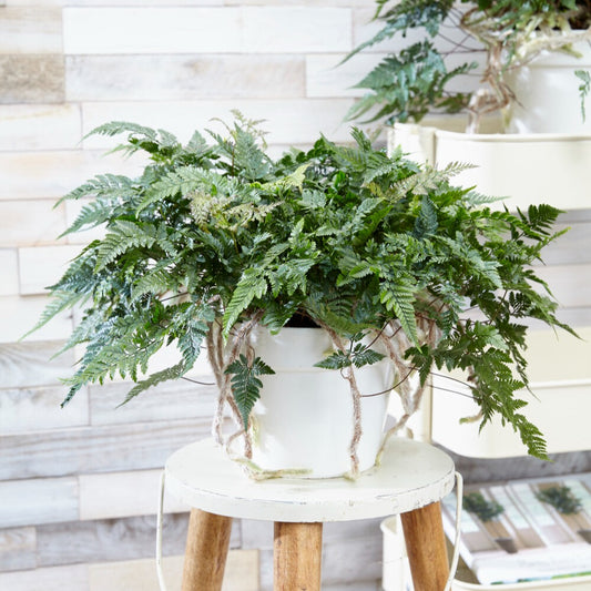 Humata tyermanii - Bakker