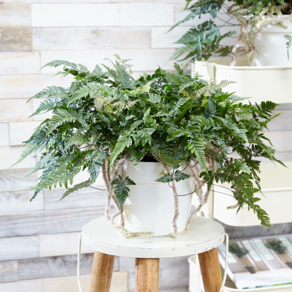 Humata tyermanii - Bakker