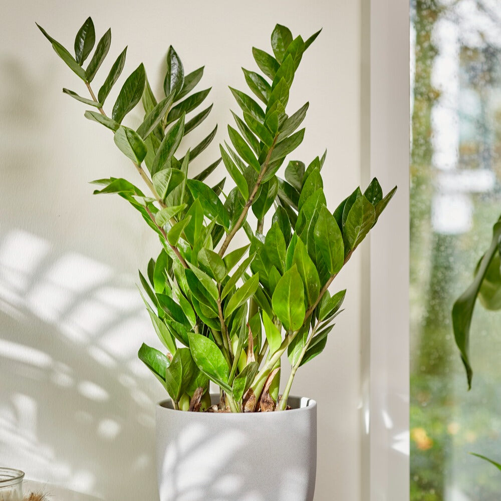 Verkoop ZZ Palm - Zamioculcas zamiifolia
