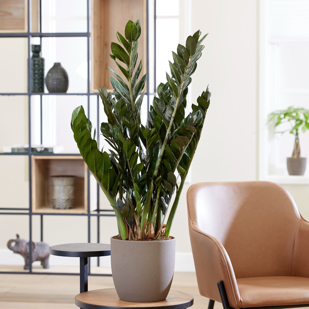 Kartonplant - Zamioculcas