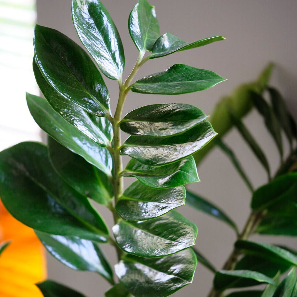 Binnenpalmen - ZZ Palm - Zamioculcas zamiifolia