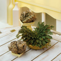 Roos van Jericho - Selaginella lepidophylla - Bakker