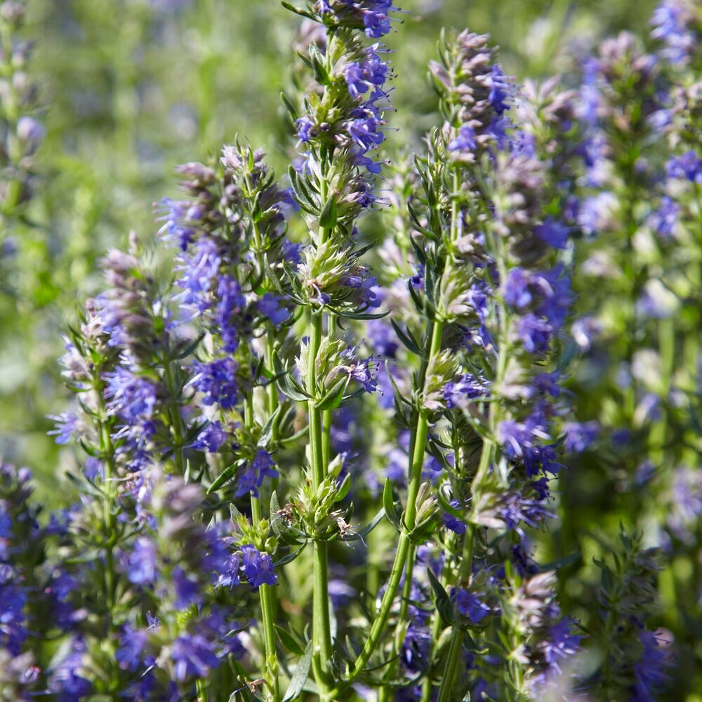 Hyssop - BIO - Bakker