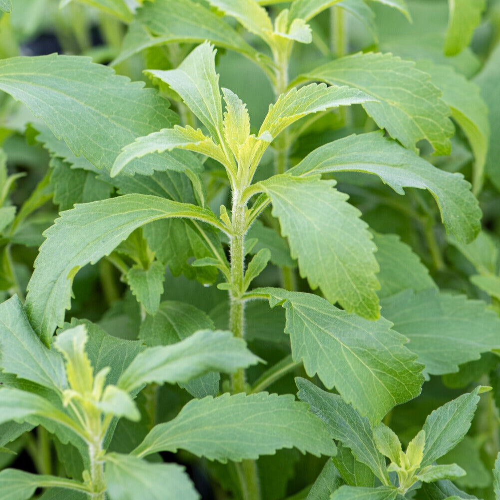 Stevia