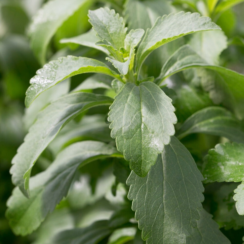 Suikerplantje - Stevia rebaudiana - Bakker