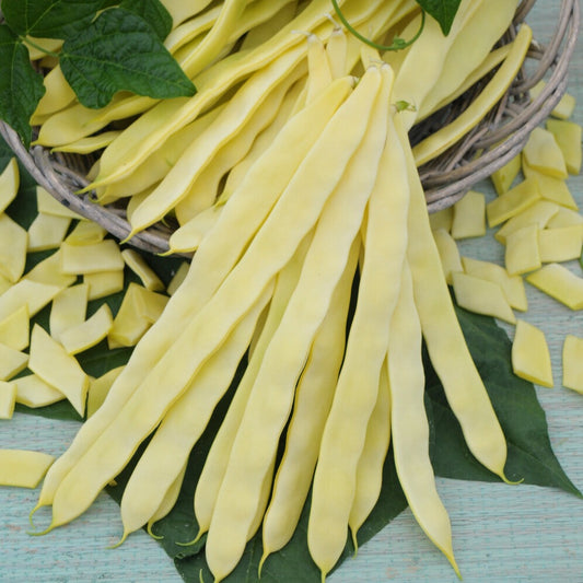 Spekboon 'Goldmarie' - Bakker