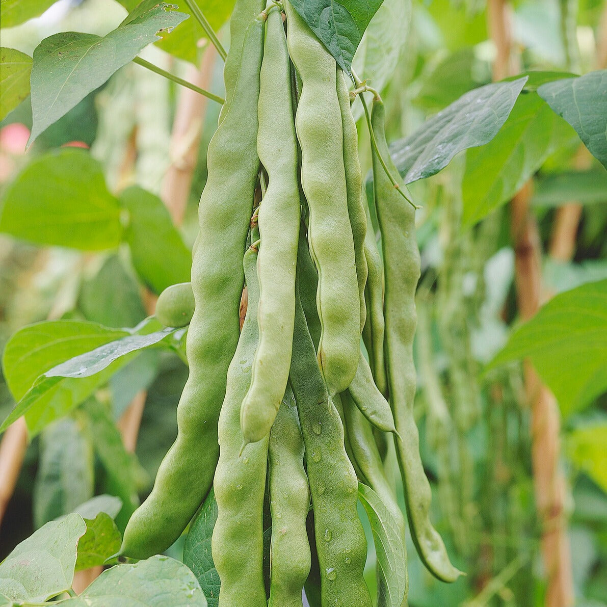 Snijboon 'Helda' - Phaseolus coccineus helda - Bakker