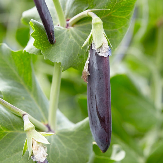 Capucijner Désirée - Bakker