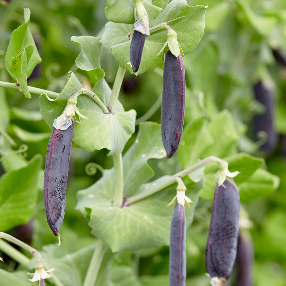 Capucijner Désirée - Pisum sativum désirée - Bakker