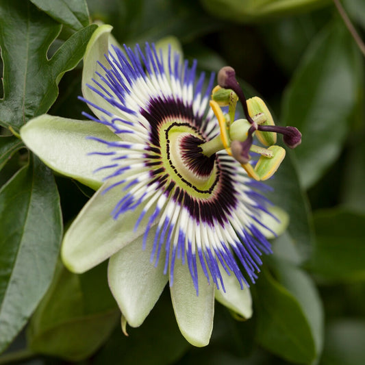 Passiebloem - Bakker