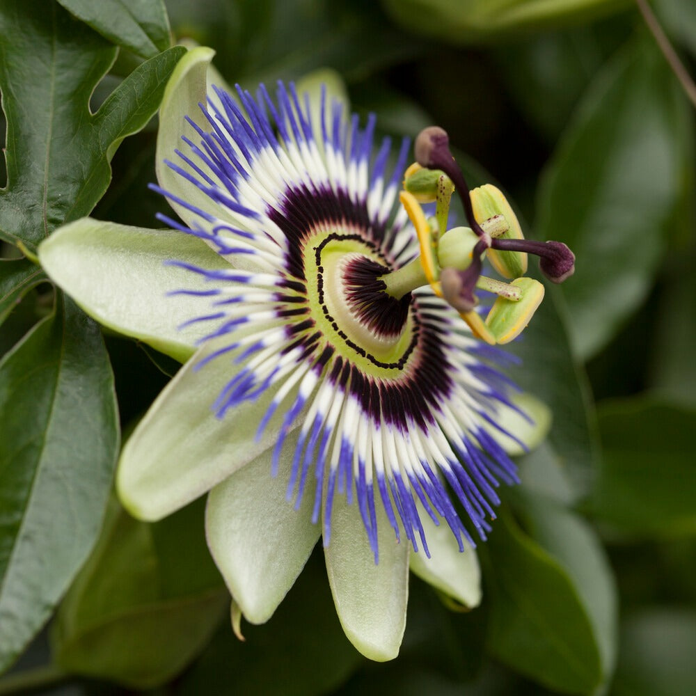 Passiebloem - Bakker