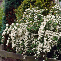 Witte Spierstruik - Spiraea nipponica Snowmound - Bakker