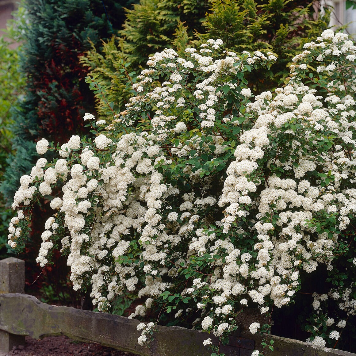 Witte Spierstruik - Spiraea nipponica Snowmound - Bakker