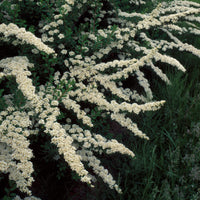 Spiraea nipponica Snowmound - Witte Spierstruik - Spirea