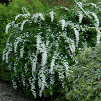 Spirea - Witte Spierstruik - Spiraea nipponica Snowmound