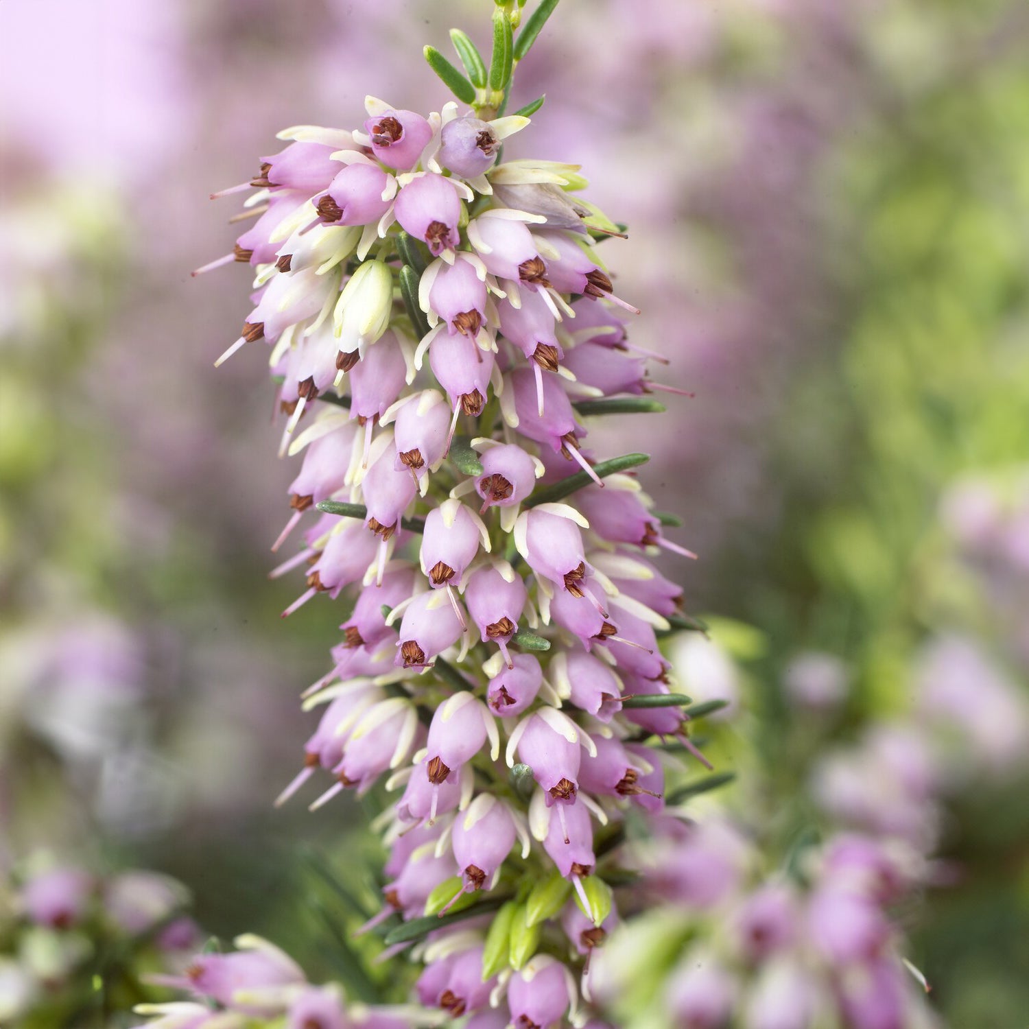 Heideplanten - Winterheide 'Darley Dale' - Erica darleyensis Darley Dale