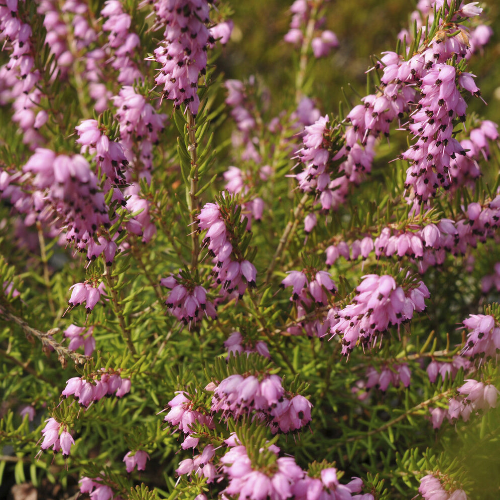 Winterheide 'Darley Dale' - Bakker