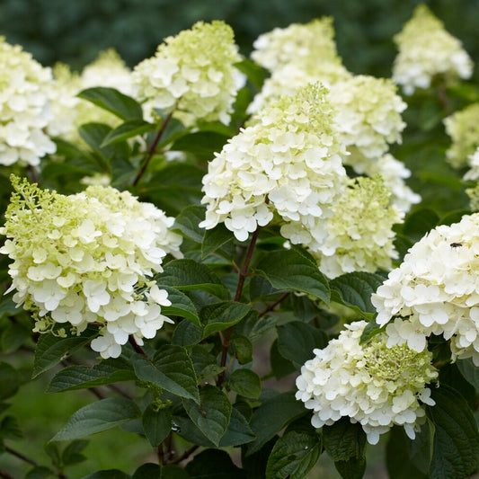 Pluimhortensia 'Silver Dollar' - Bakker