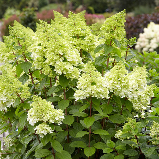 Pluimhortensia Magical® 'Moonlight'