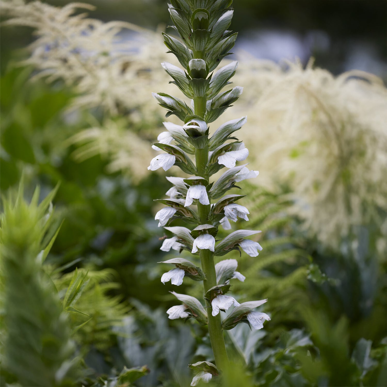 Acanthus mollis - Zachte acanthus