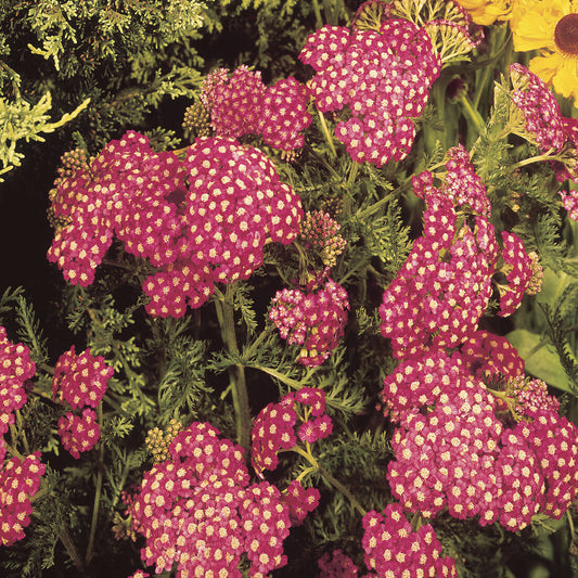 Duizendblad Cerise Queen - Bakker