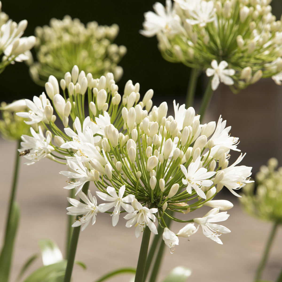 Agapanthus white heaven - Afrikaanse lelie White Heaven - Agapanthus