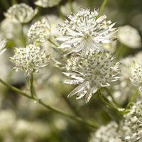 Zeeuws knoopje Star of Billion - Astrantia major Star of Billion - Bakker