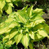 Hartlelie Albopicta - Bakker