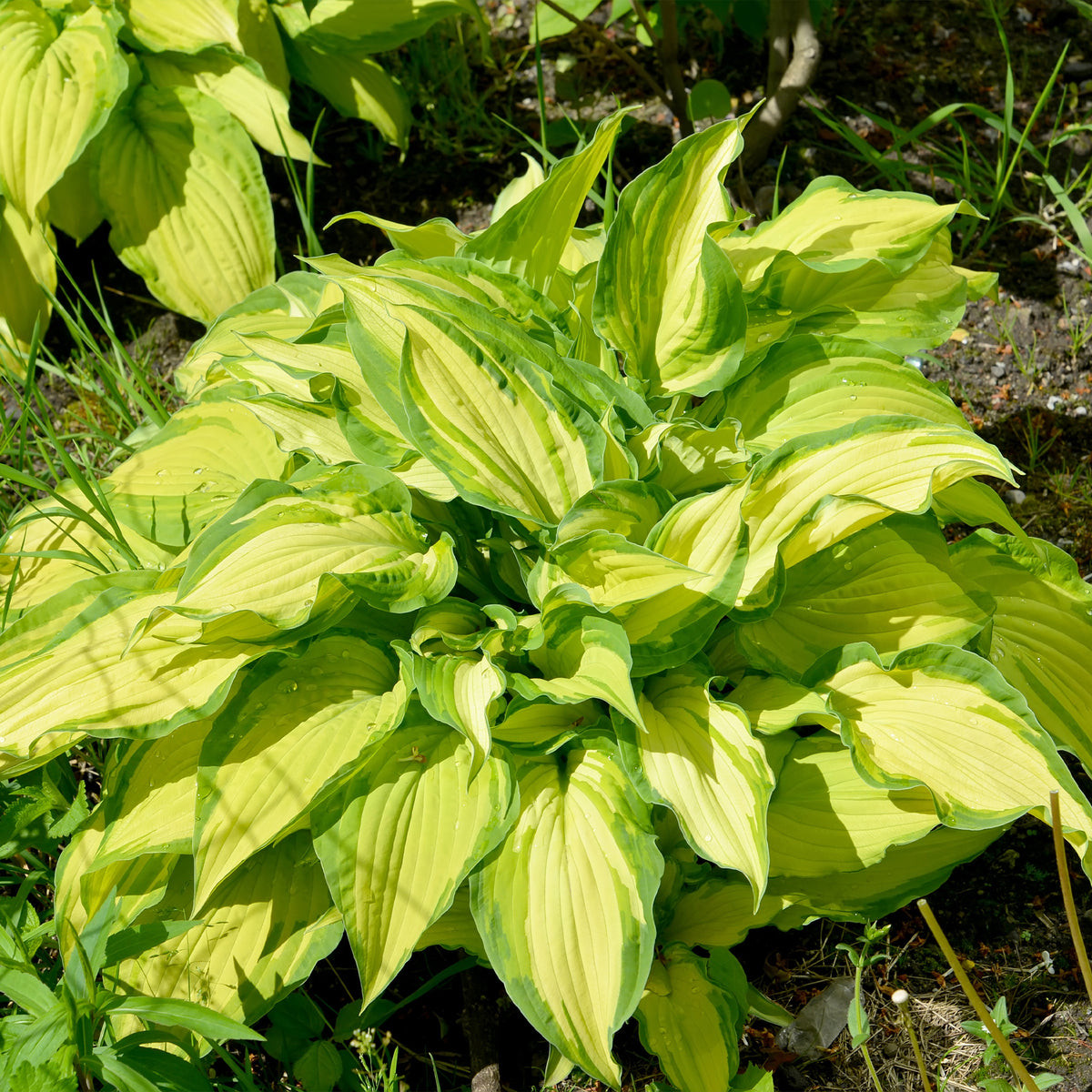 Hartlelie Albopicta - Bakker
